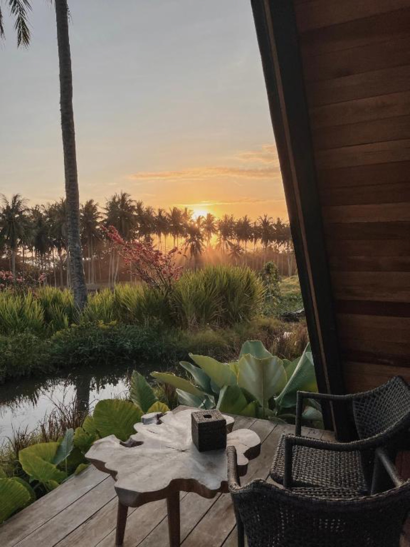 Sunset view across the rice fields at Desa Cabins